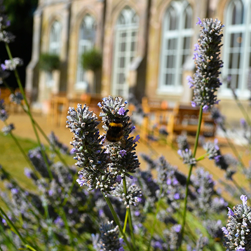 Softley Events, The Orangery