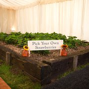 Softley Events - Weddings - Pick Your Own Strawberries